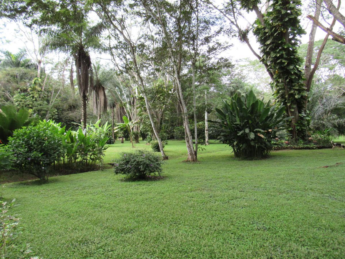 Macaw Bank Jungle San Ignacio