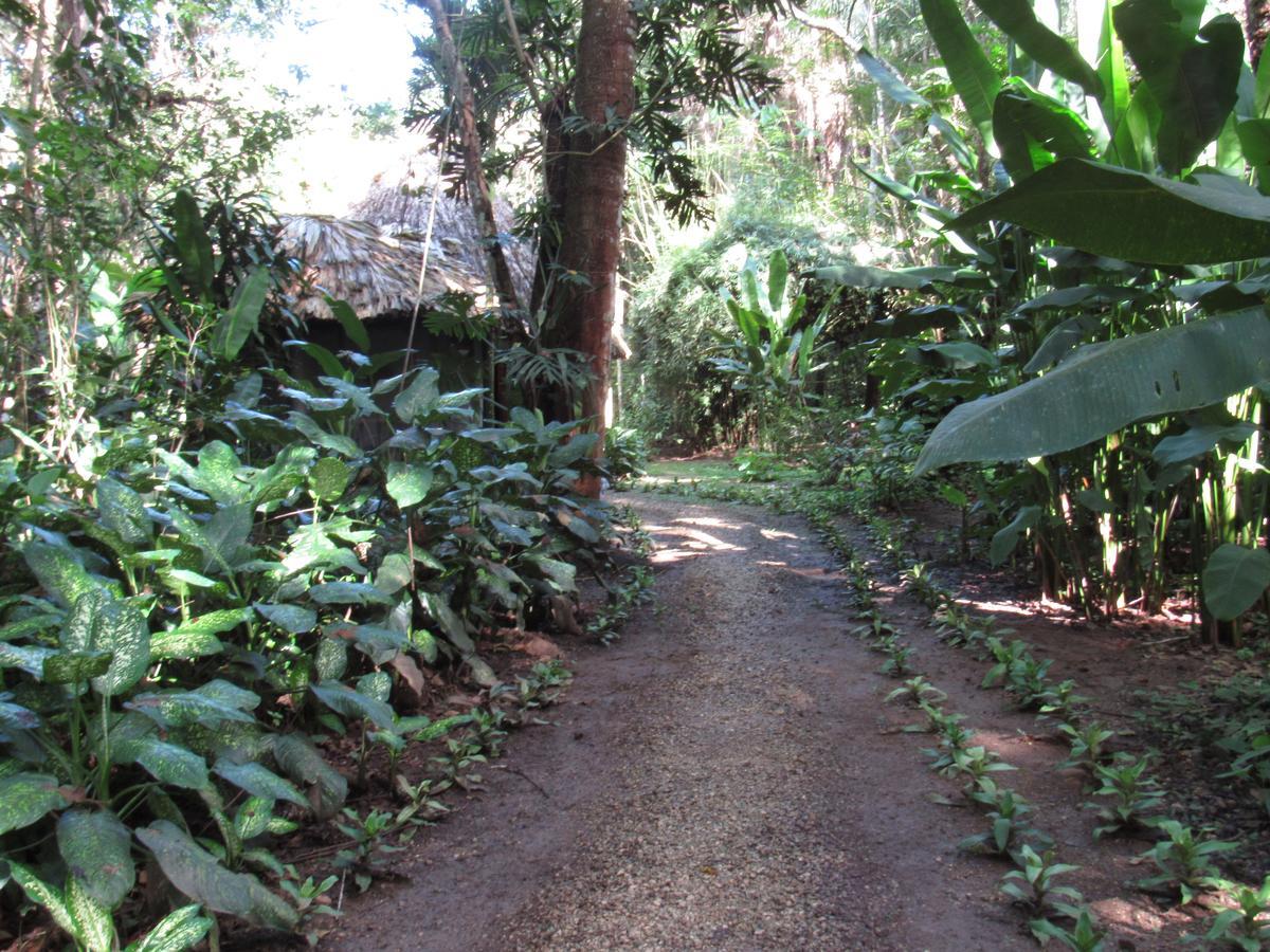 Macaw Bank Jungle