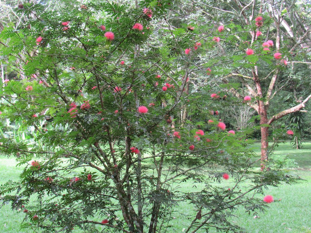 Lodge Macaw Bank Jungle *