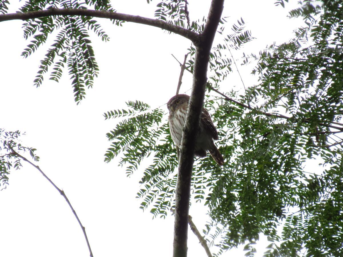 Macaw Bank Jungle * San Ignacio