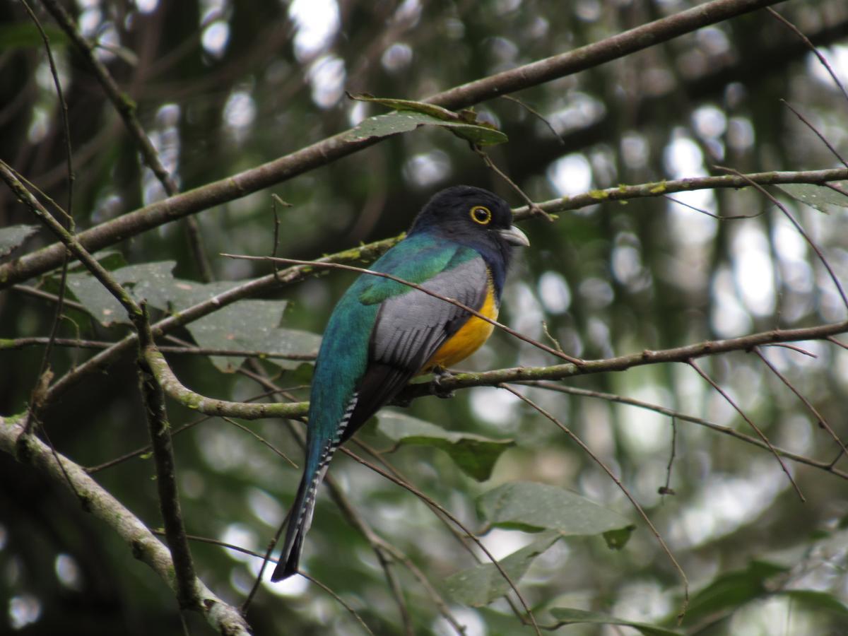 Macaw Bank Jungle Lodge
