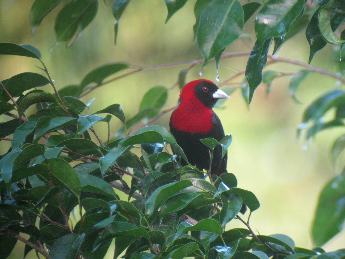 Macaw Bank Jungle San Ignacio