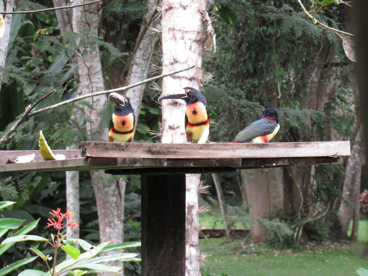 Macaw Bank Jungle Lodge