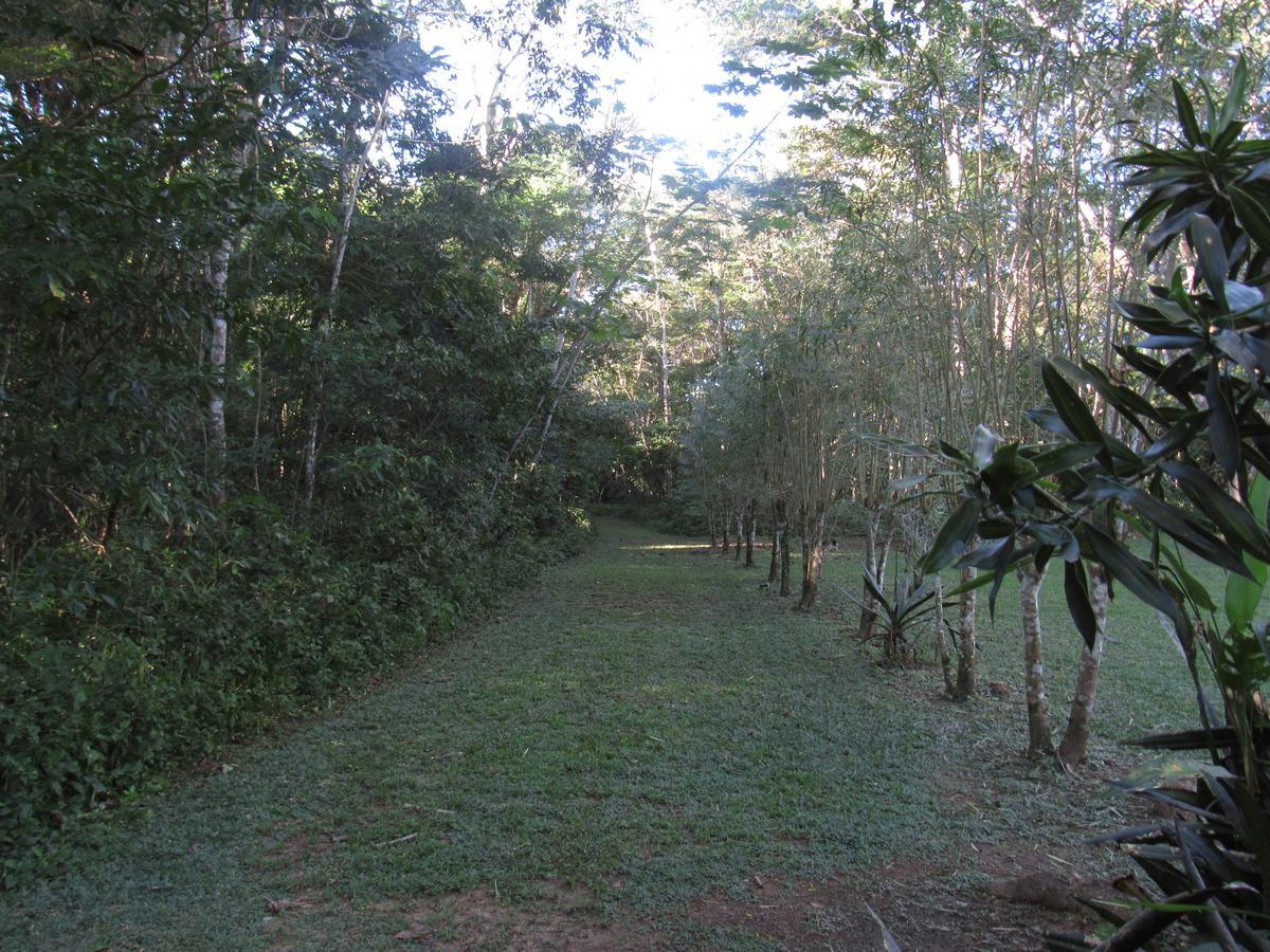 Lodge Macaw Bank Jungle *