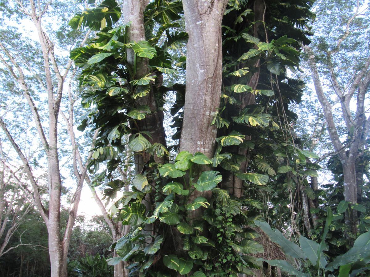 Macaw Bank Jungle