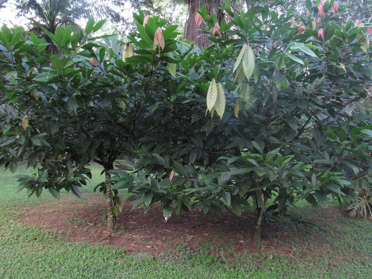 Macaw Bank Jungle Lodge *
