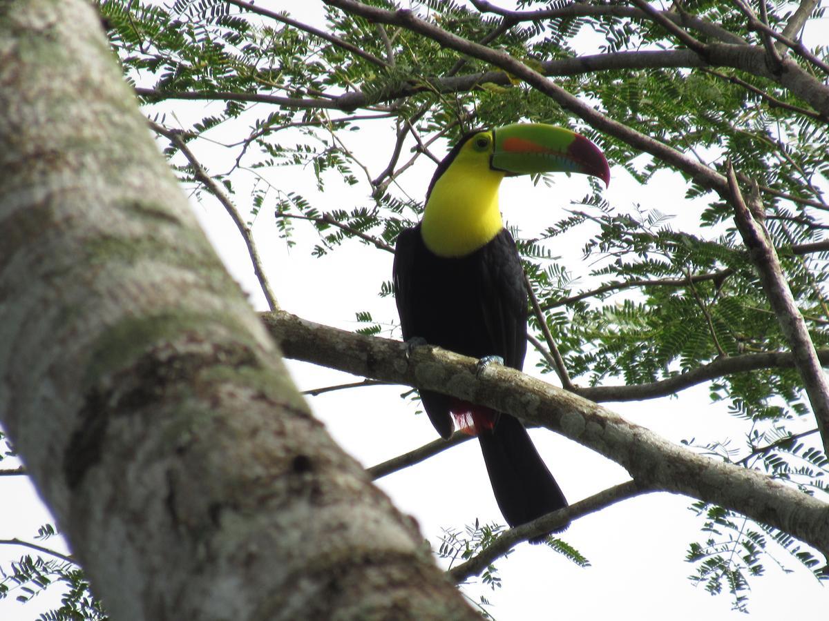Lodge Macaw Bank Jungle San Ignacio