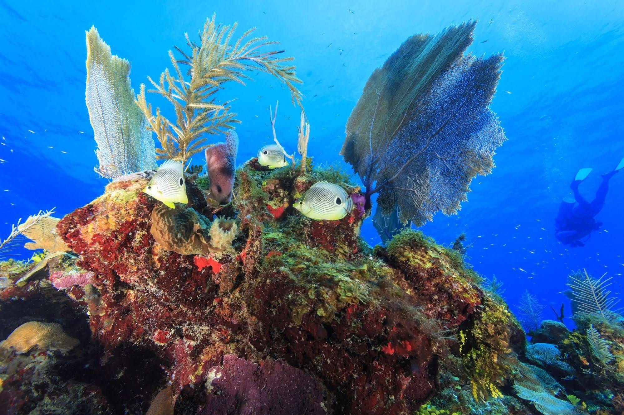 St. George's Caye Resort Belize City