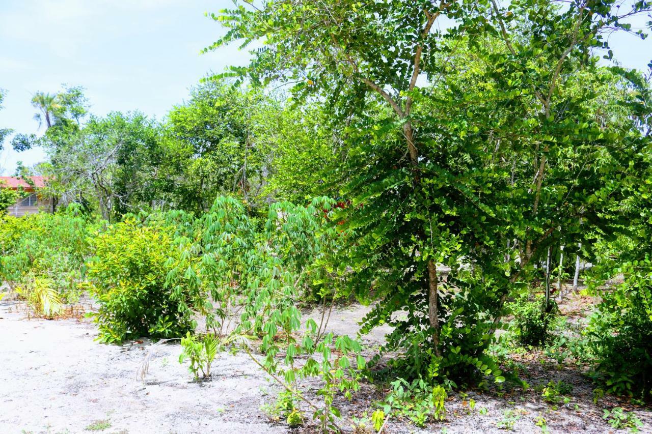 Bed & Breakfast Palmento Grove Garifuna Eco-cultural & Healing Institute 2*