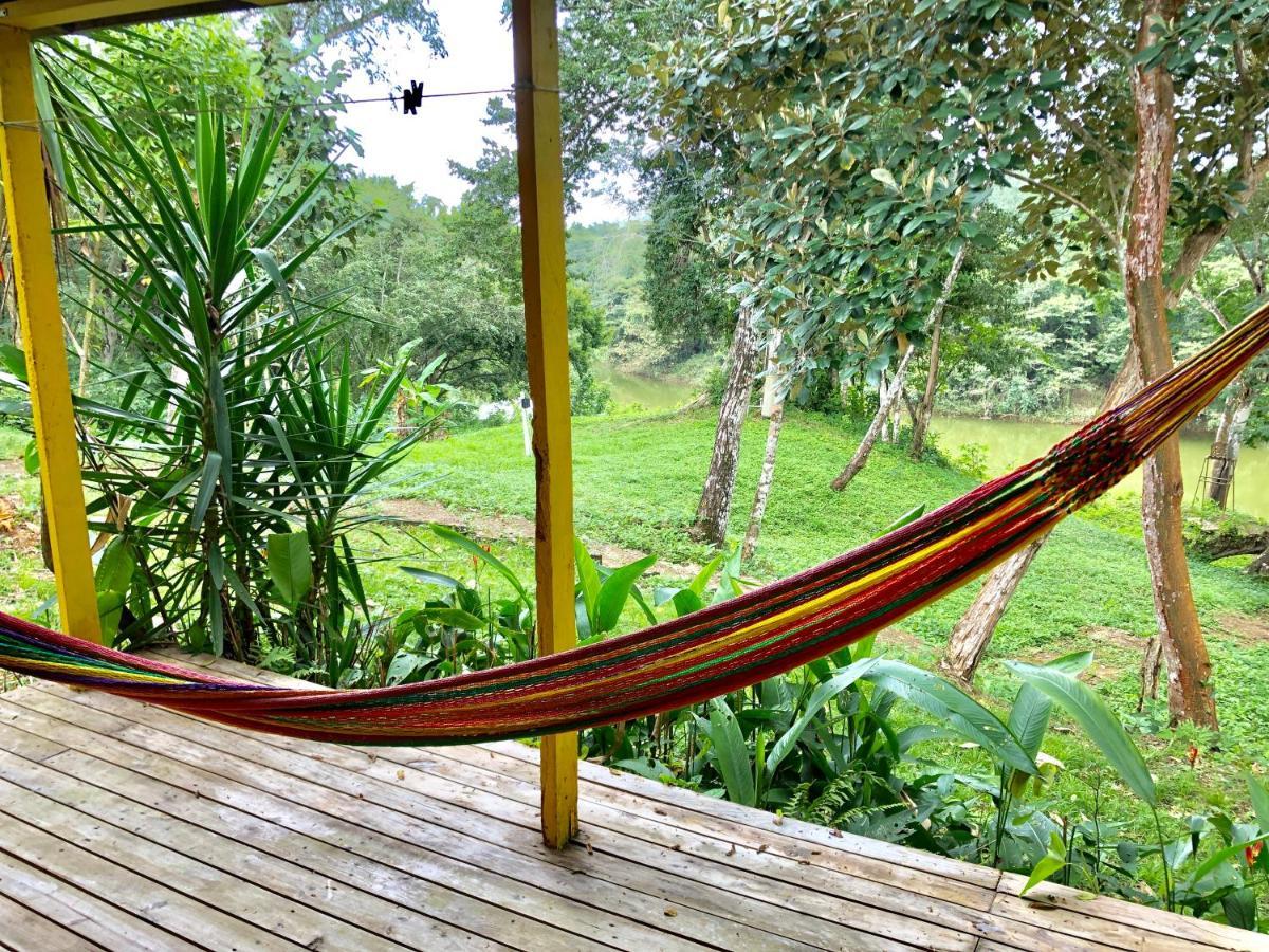 Lodge Howler Monkey