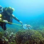Blue Reef Island