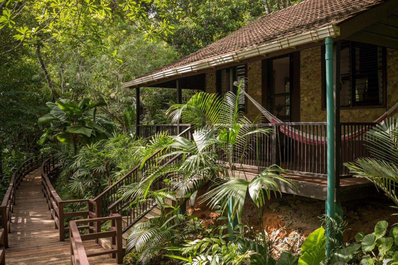 Sweet Songs Jungle San Ignacio