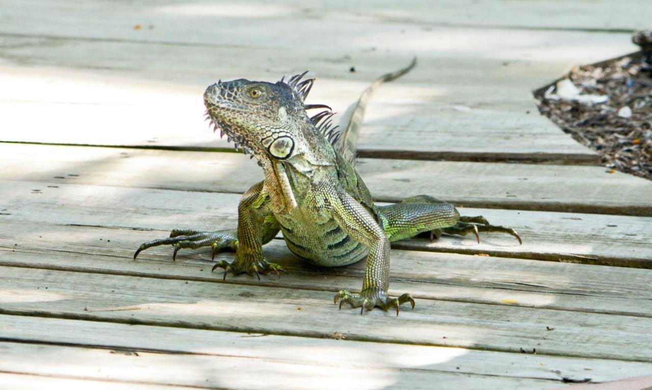 Xanadu Island 3* San Pedro (Ambergris Caye)