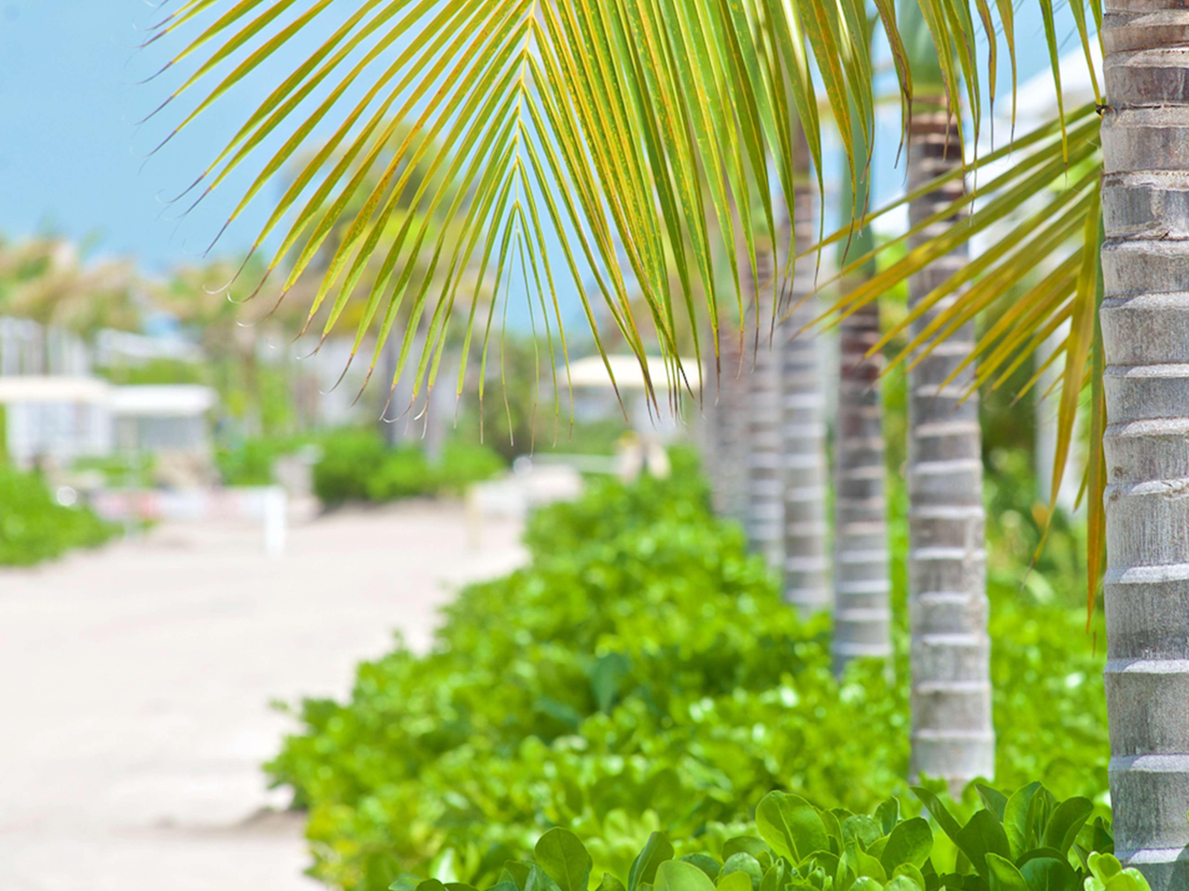 Mahogany Bay And Club, Curio Collection