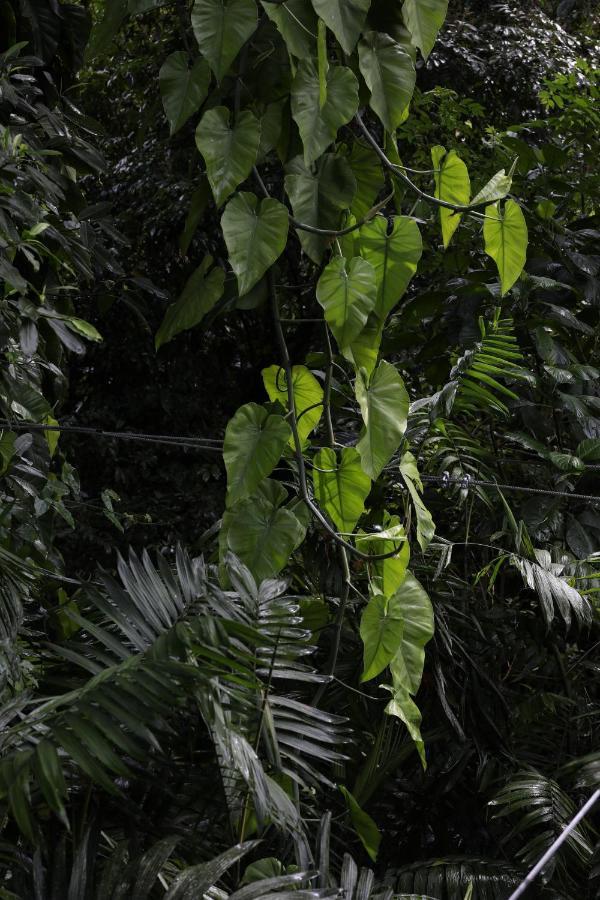 Jade Jungle Resort *