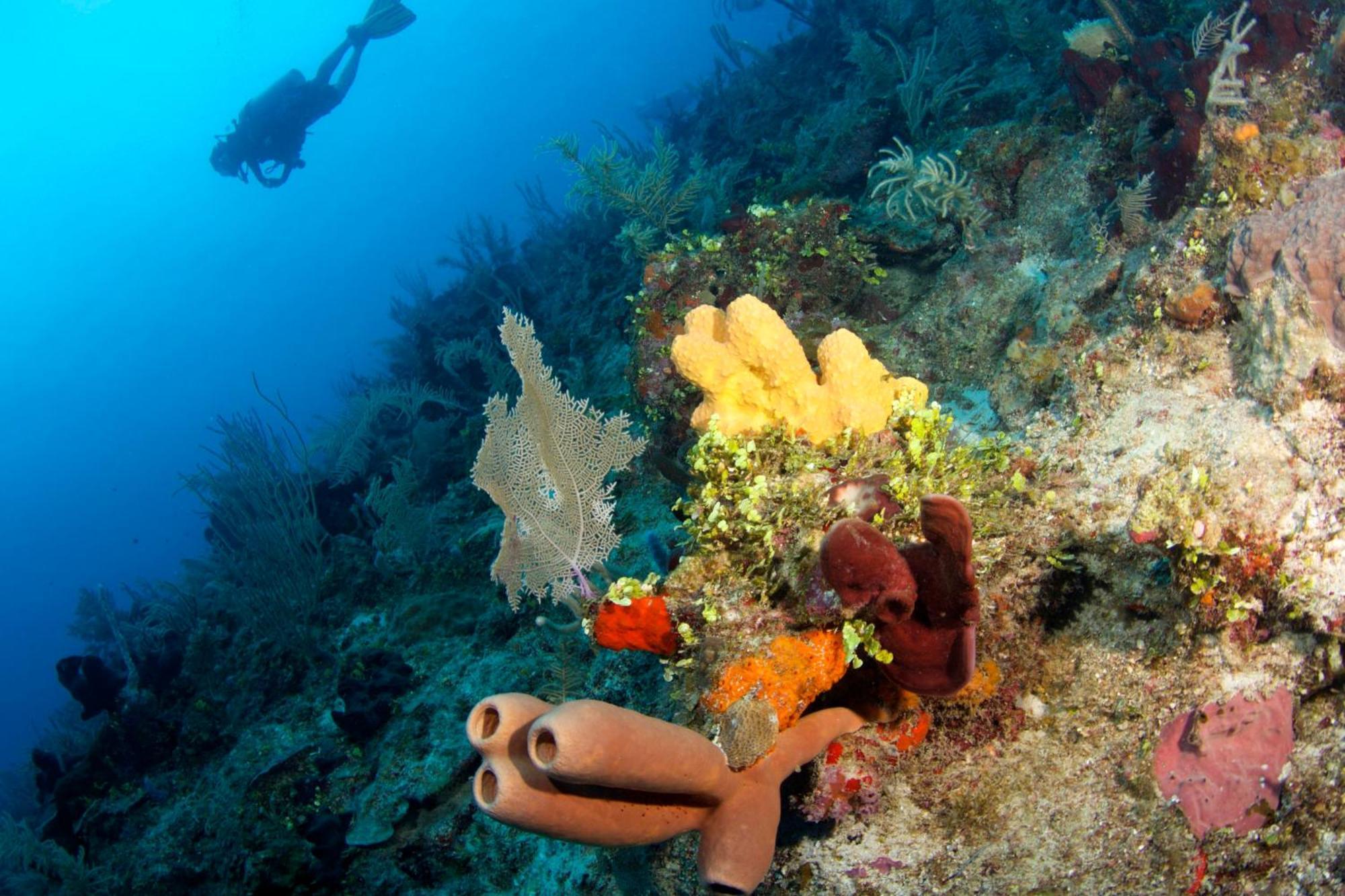 Resort Blue Reef Island