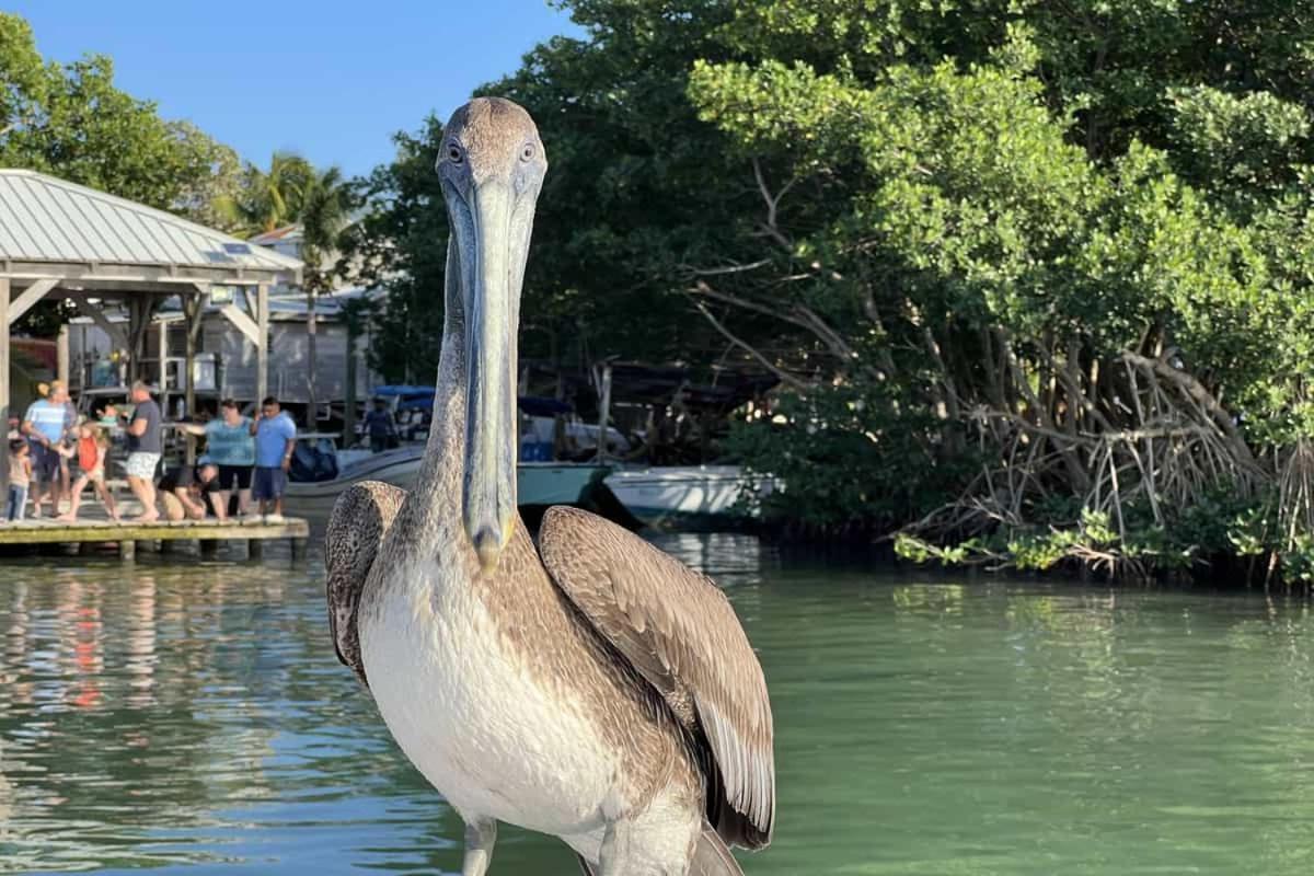 White Sands Cove Resort San Pedro (Ambergris Caye)