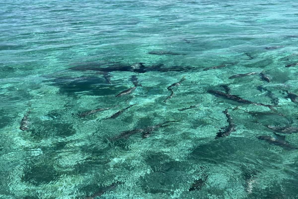 White Sands Cove 3* San Pedro (Ambergris Caye)