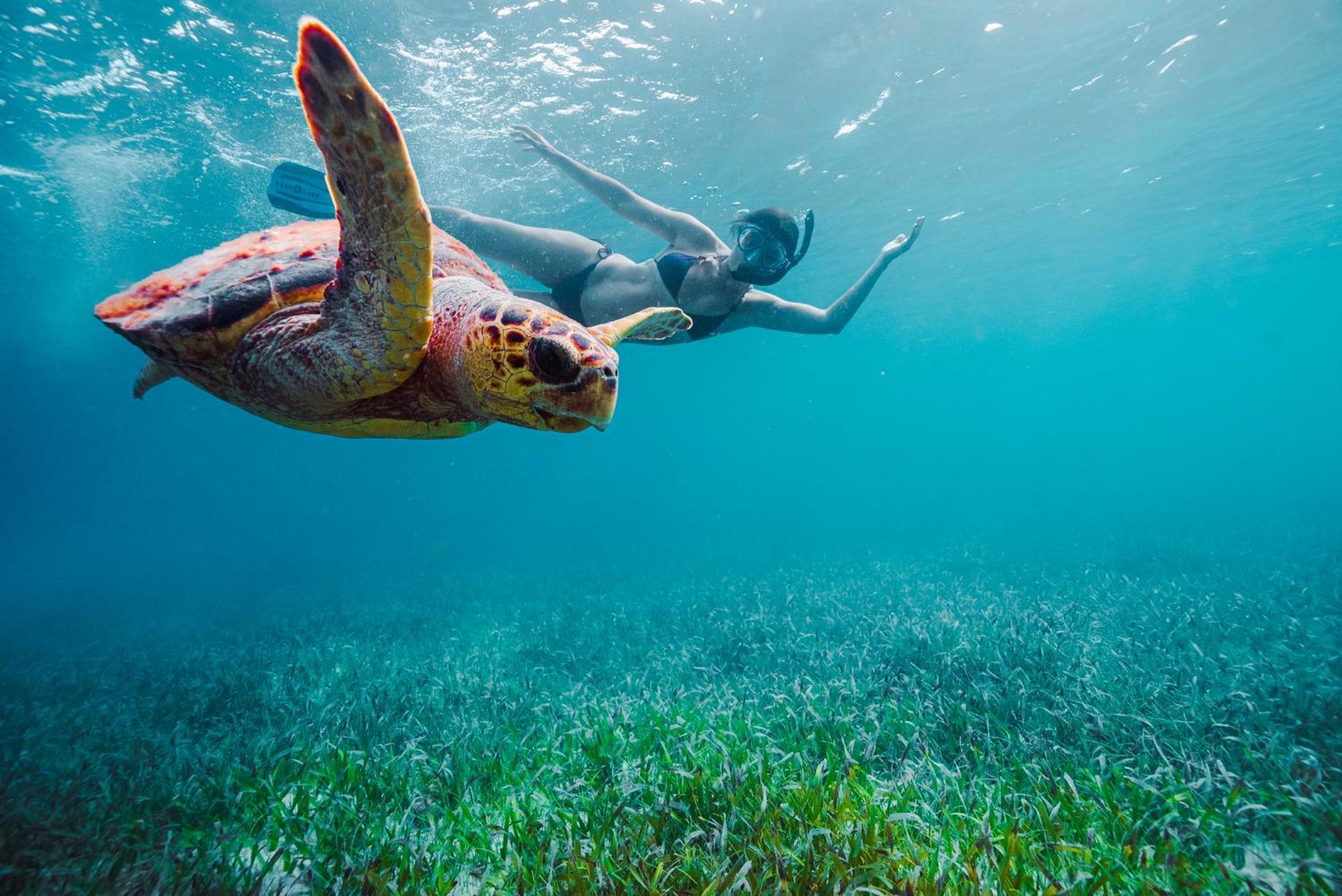 Resort Turtle By Francis Ford Coppola 5*