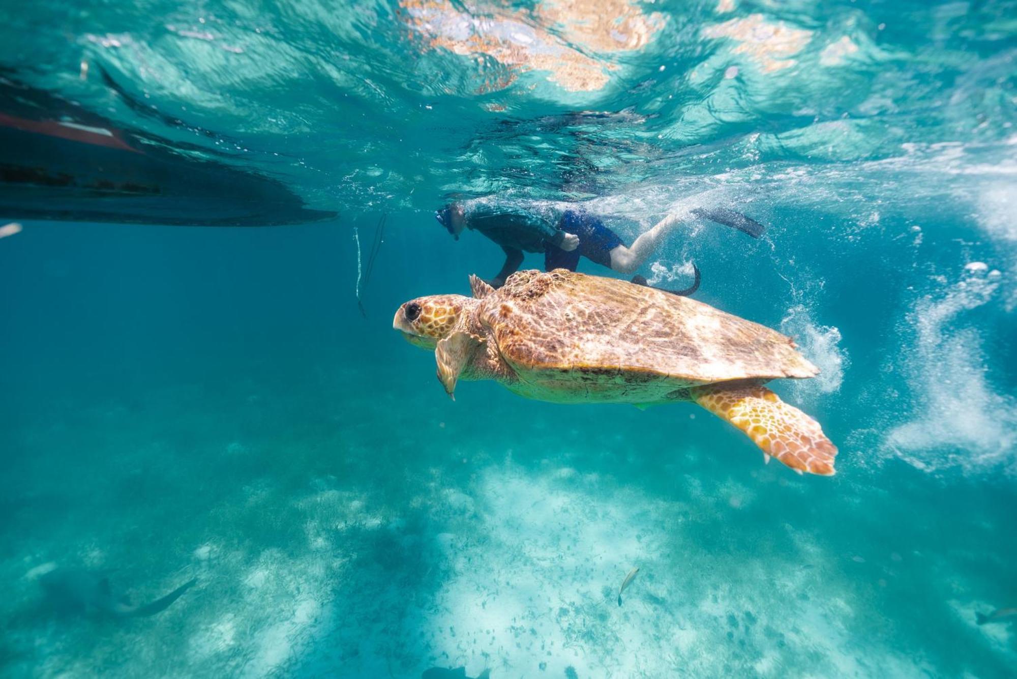 Turtle By Francis Ford Coppola Resort