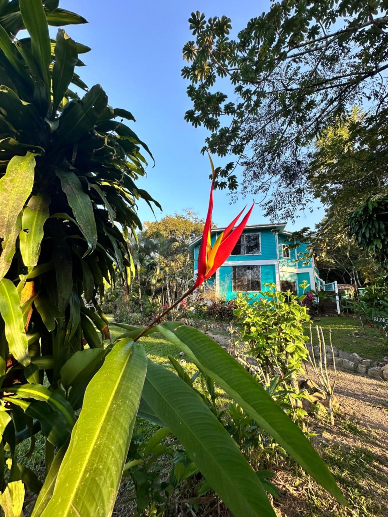 Bocawina Rainforest Resort Hopkins