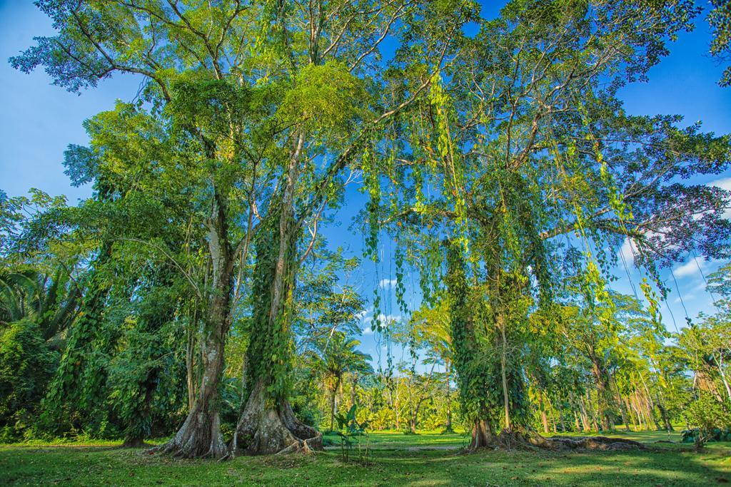 Bocawina Rainforest