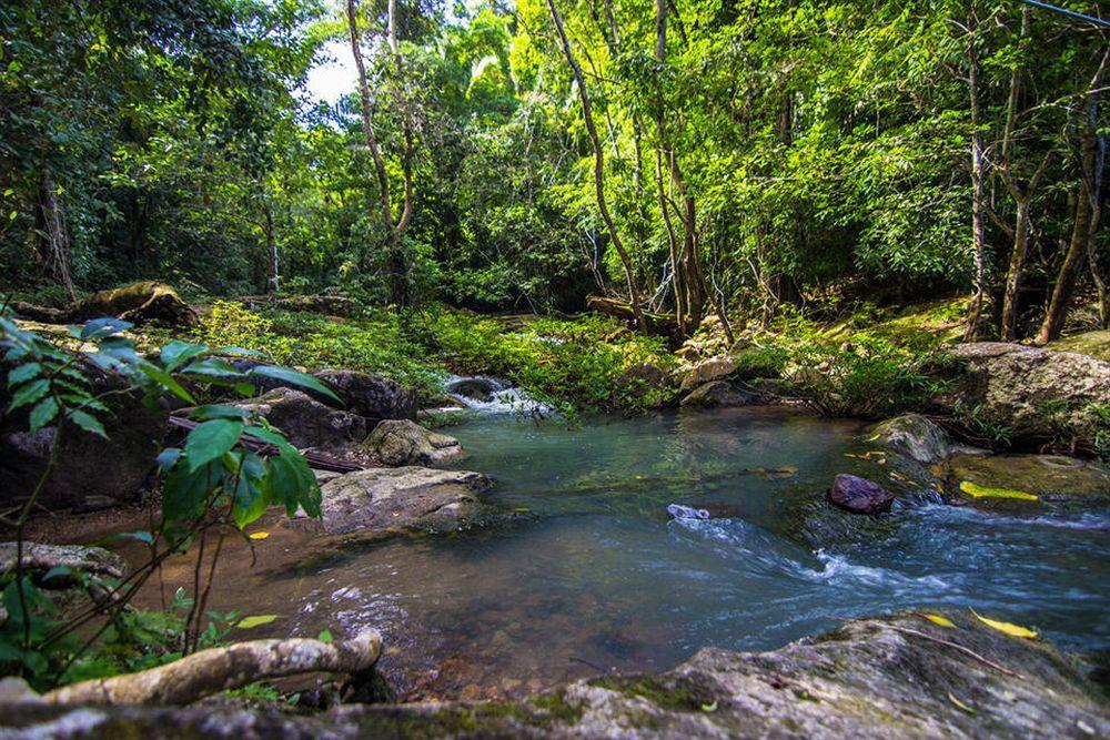 Bocawina Rainforest