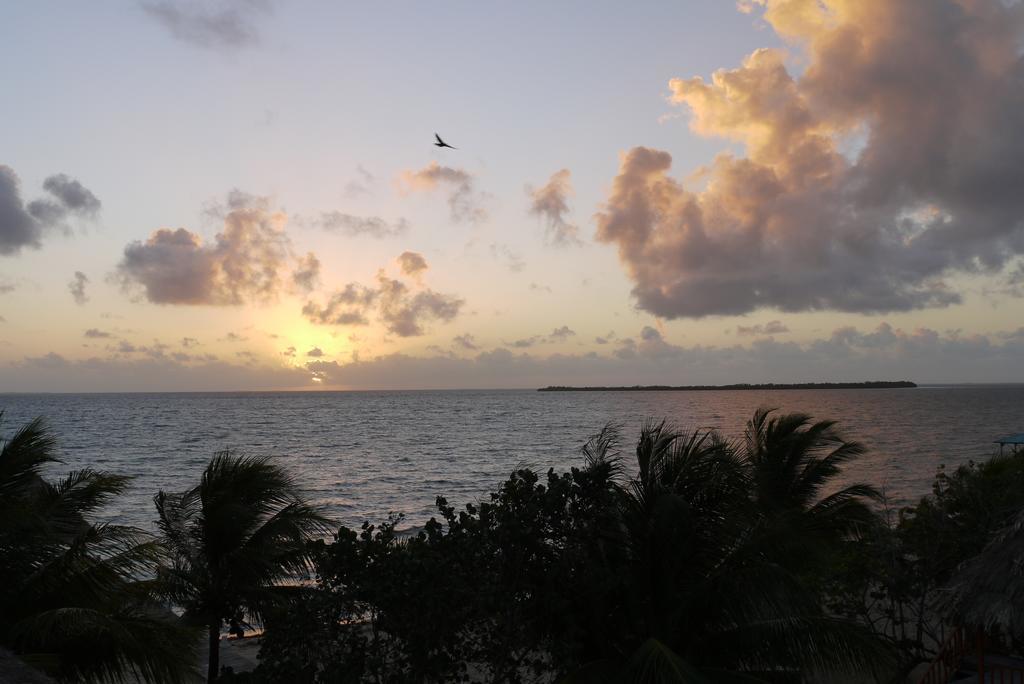 Green Parrot Beach Houses And Placencia
