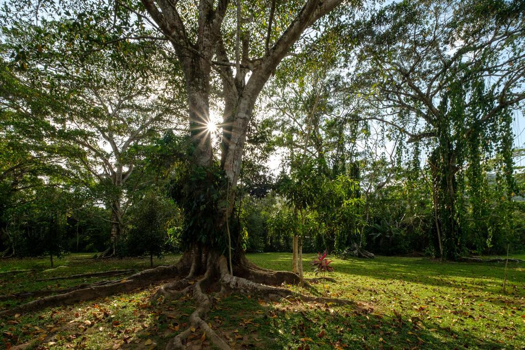 Bocawina Rainforest 4* Hopkins