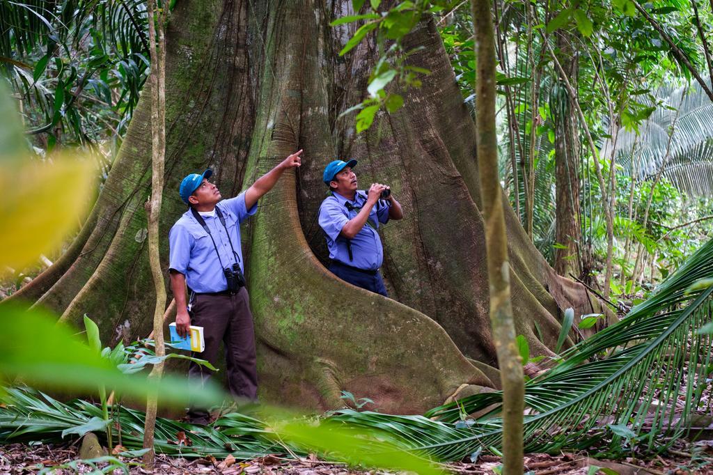 Resort Bocawina Rainforest Hopkins