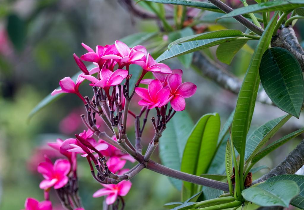 Bocawina Rainforest Resort
