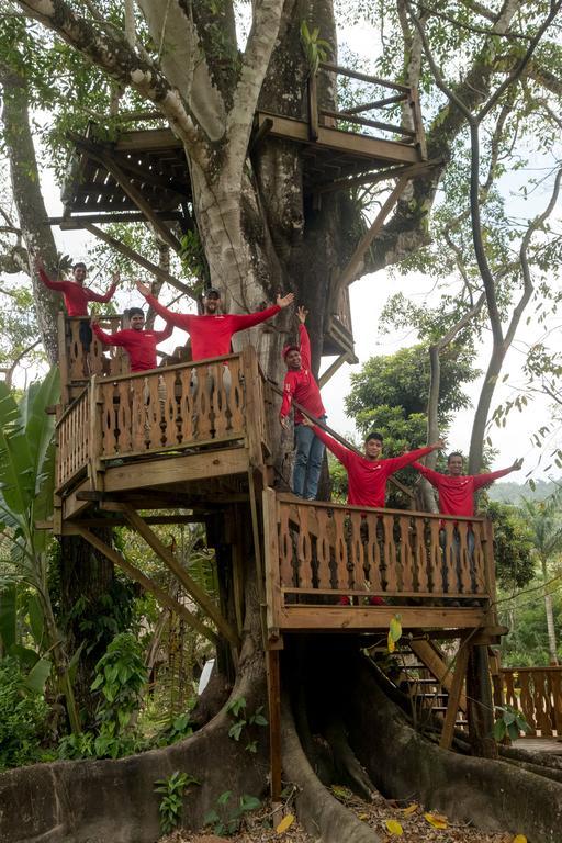 Bocawina Rainforest