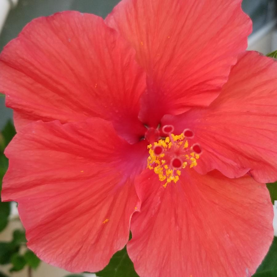 Belize Tropical Dream 2*