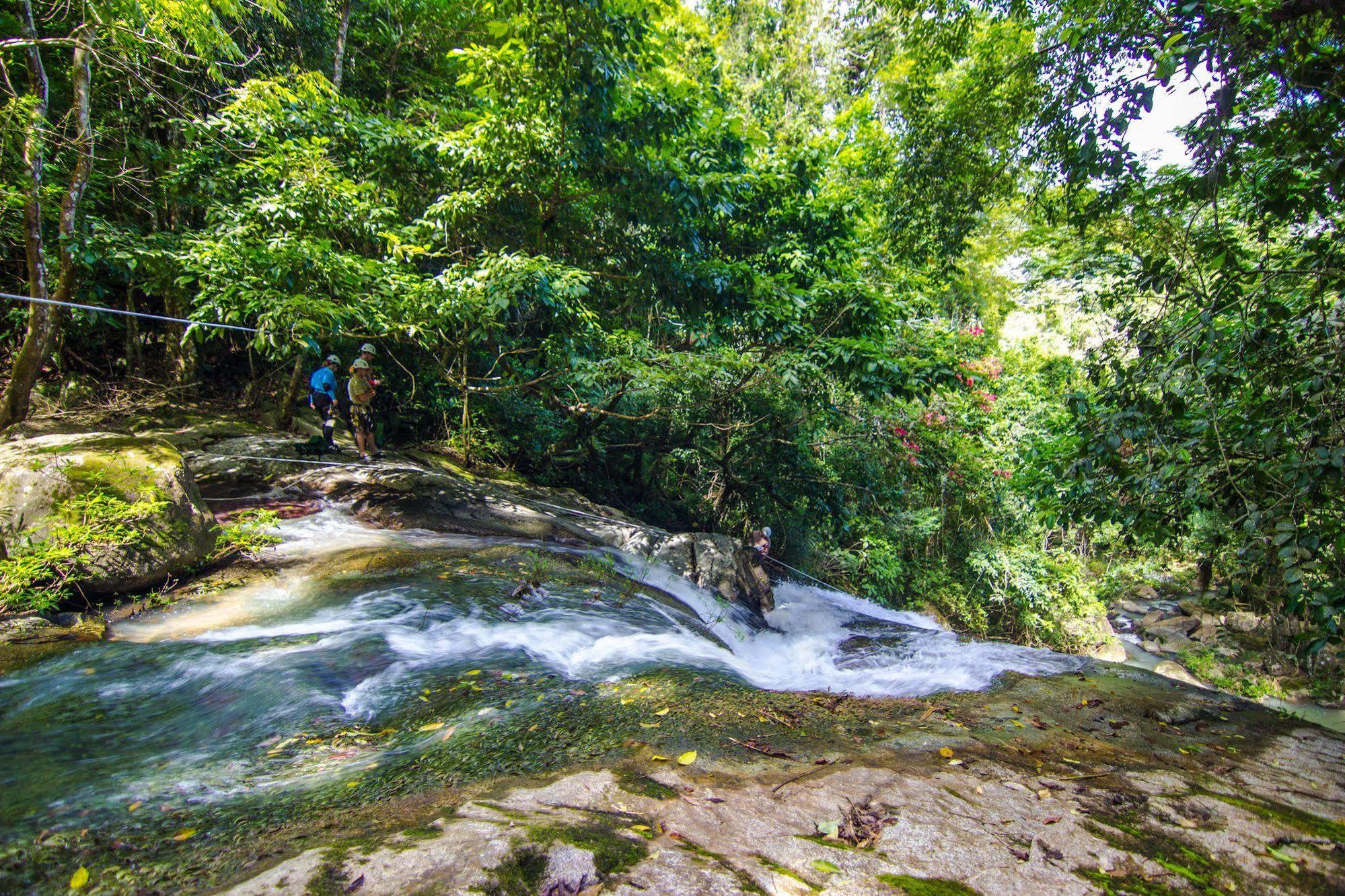 Bocawina Rainforest