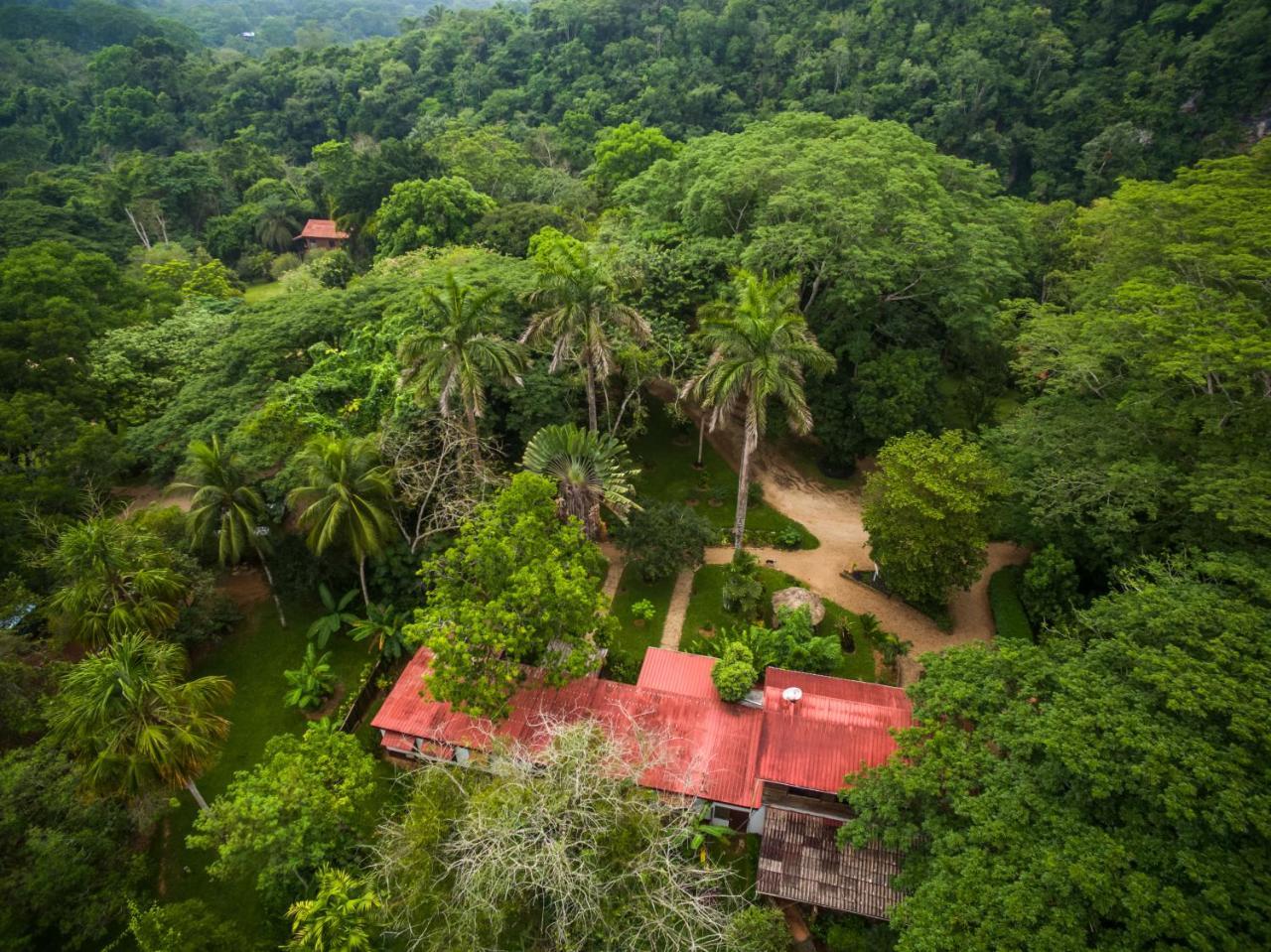 Sweet Songs Jungle