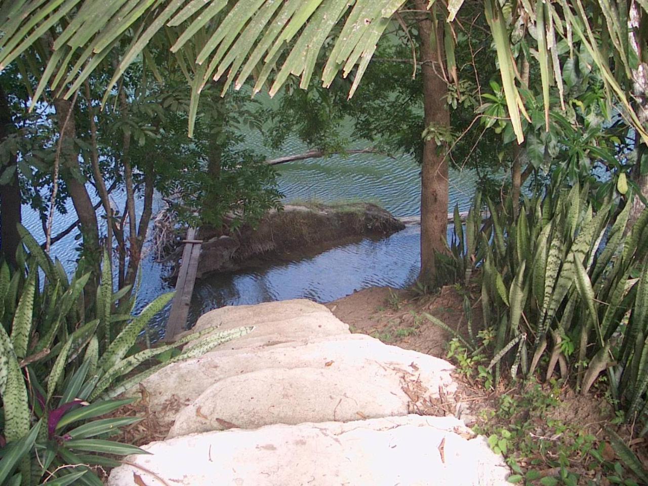 Cohune Palms River Bullet Tree Falls