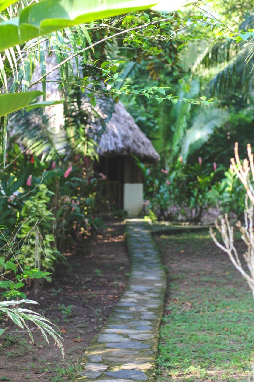 Cohune Palms River Bullet Tree Falls