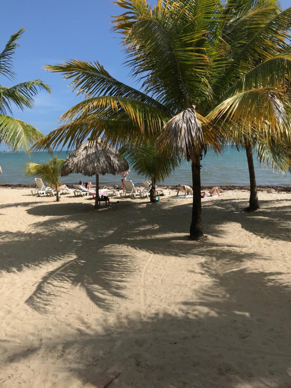 Green Parrot Beach Houses And Placencia