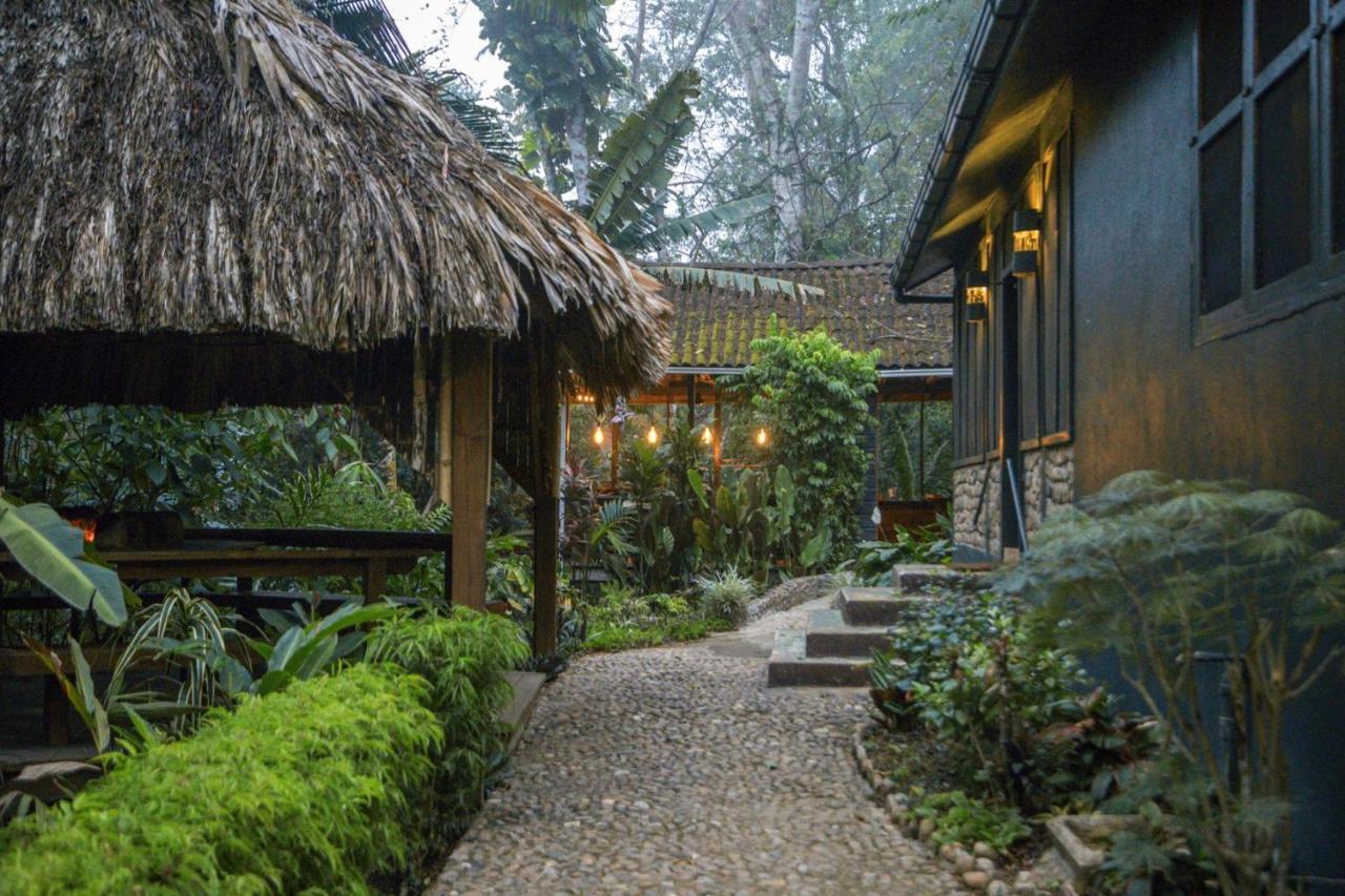 Sweet Songs Jungle * San Ignacio